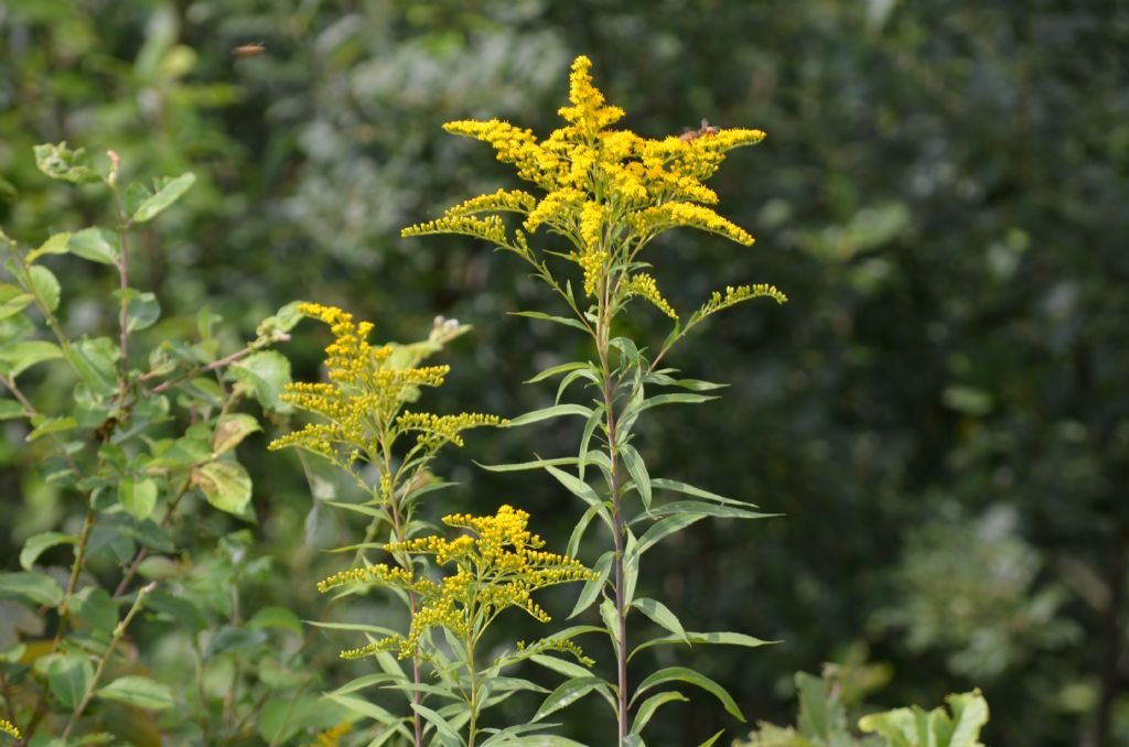 Da determinare - Solidago sp.